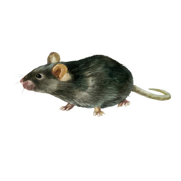 Watercolor illustration. Image of a gray mouse. Symbol of 2020. Eastern calendar.
