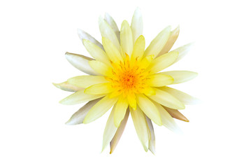 yellow lotus cut-out with colors White background appropriate the Backdrop, idea copy space