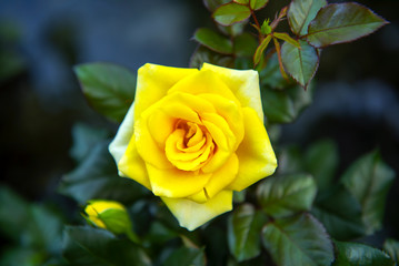 Yellow rose blooming in a garden look beautiful morning