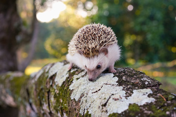 A beautiful hedgehog perched on a branch, Young Asian porcupine walking on a branch and having a background image of beautiful multicolored bokeh. © supakrit