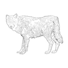 Vector illustration. Wolf. Image, black line.