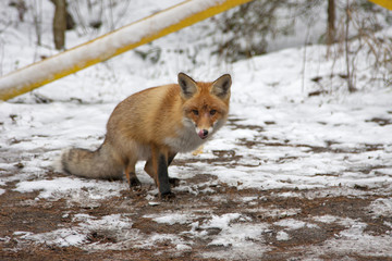 fox in a snowy forest