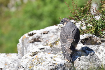 Peregrine falcon