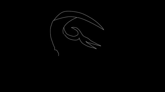 Self drawing line art sketch of pteranodon. Copy space. Animation.