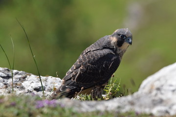 Peregrine falcon