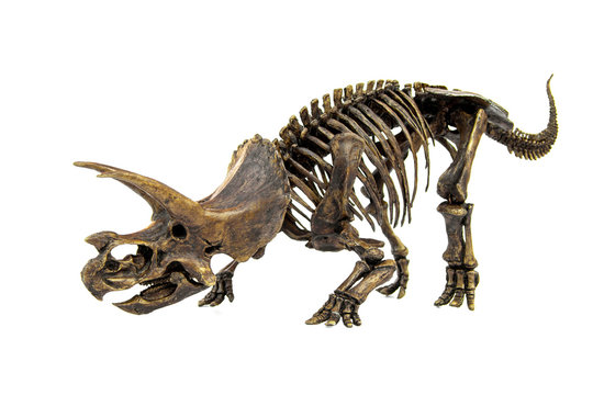 Fossil skeleton of Dinosaur three horns Triceratops ready to fight isolated on white background.