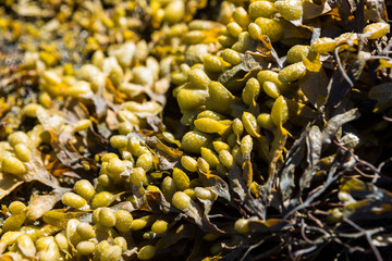 Meeresalgen im Sognefjord, Norwegen