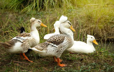 Crested ducks group on background of husbandry natural animal lifestyle in garden organic farming.