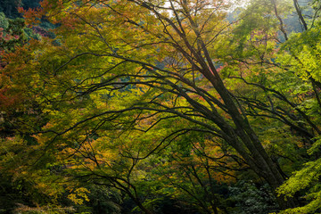 秋・紅葉と木漏れ日