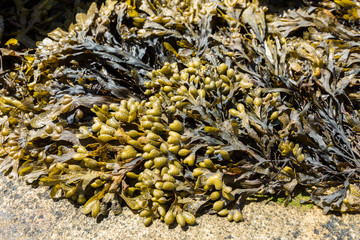 Meeresalgen im Sognefjord, Norwegen