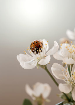 Image with a ladybug.