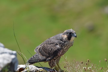 Peregrine falcon