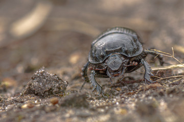 Typhaeus typhoeus driehoornmestkever