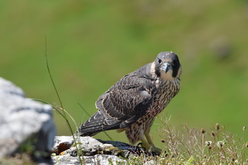 Peregrine falcon