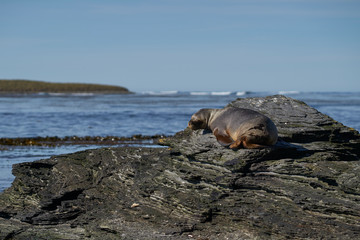Female Southern Sea Lion (Otaria flavescens) on the coast of Sea Lion Island in the Falkland Islands.        