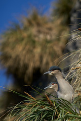 Breeding colony of Black-crowned Night-heron (Nycticorax nycticorax falklandicus) on the coast of Sea Lion in the Falkland Islands.