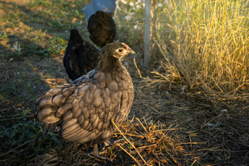 Chick of chicken black australorp on background of husbandry natural animal lifestyle in garden organic farming.
