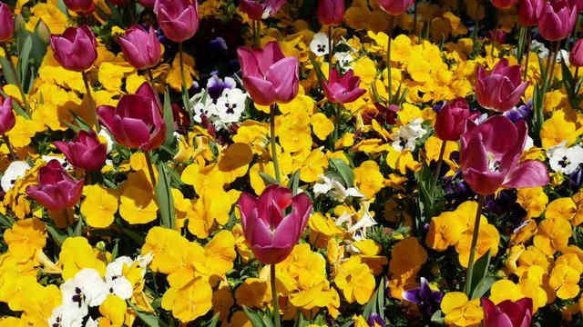 Beautiful blooming tulips with flower bed of colorful flowers. Nature background springtime.