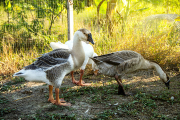 Group geese young African and Chinese white and gray on background of husbandry natural animal lifestyle in garden organic farming.