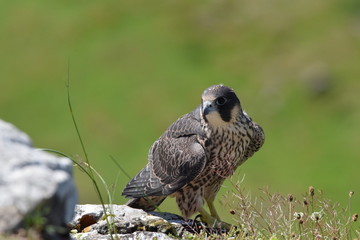 Peregrine falcon