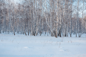 Snow lies in the forest. Snow fell on the trees. Snow on the bushes. Winter has come. Winter landscape