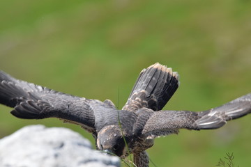 Peregrine falcon