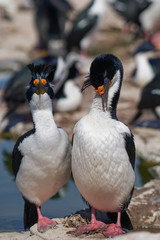 Obraz premium Pair of Imperial Shag (Phalacrocorax atriceps albiventer) during breeding season on Sea Lion Island in the Falkland Islands