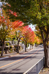 秋・紅葉する街路樹と坂道