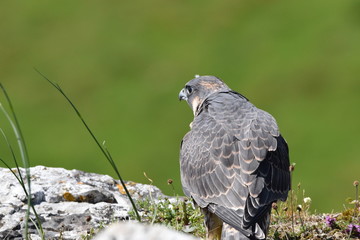 Peregrine falcon