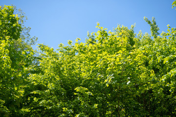 Fototapeta na wymiar Fresh green trees with blue sky for background , copy space