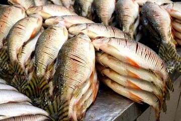 fish market of Manaus - Amazonas, Brazil