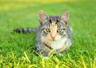 Cute tabby kitten lying on the grass and looking ahead into the lens