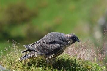 Peregrine falcon