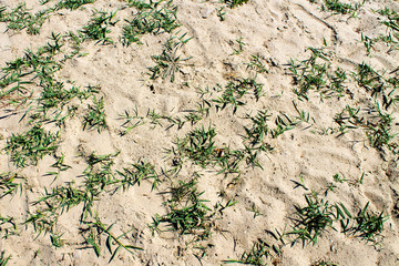 Sandy shore. Green grass sprouted through the sand. Backgrounds, textures.