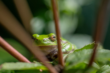 European treefrog - Hyla arborea