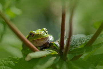 European treefrog - Hyla arborea