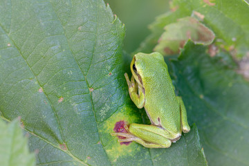 European treefrog - Hyla arborea