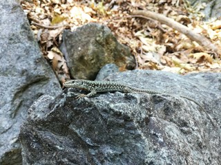 lizard on rock