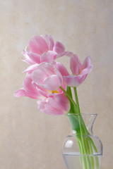 Pink tulips in a clear vase on a warm cream colored elegant background