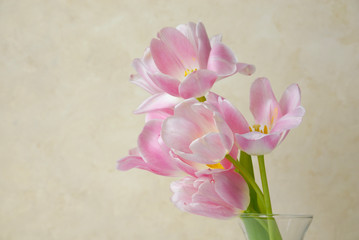 Fototapeta na wymiar Pink tulips in a clear vase on a warm cream colored elegant background