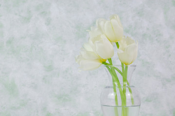 White tulips in a clear vase on a light green elegant background