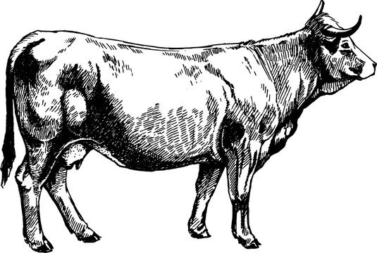 vector graphics illustration farm animals Obrak cow design