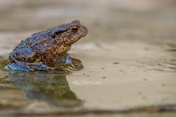 bufo bufo gewone pad