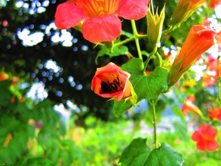 花の蜜を吸う蜂