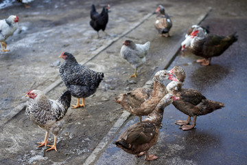 Musk ducks and hens walk across the poultry yard.
