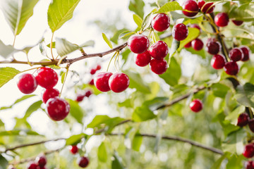 Sweet cherries fruit from a tree with backlight sunlight