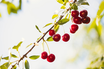 Sweet cherries fruit from a tree with backlight sunlight