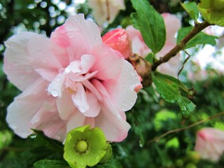 梅雨の花