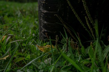 grass with water drops