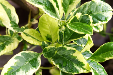 Lemon leaves with water drop after the rain in the garden on background.